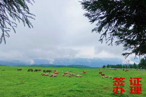 德国个人旅游签证·德国申根签证办理·上海送签·代做机酒行程材料-加急·适用于未预订机酒的申请人·全国加急预约抢号服务